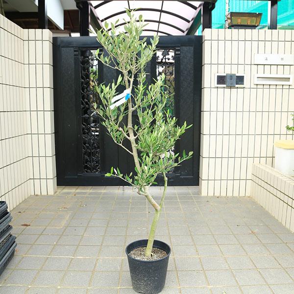 特選庭木・植木：オリーブ（ルッカ）太幹 安心の8号ポット植え *全高