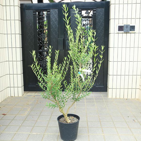 特選庭木・植木：オリーブ（ネバディロブランコ）太幹 安心の8号ポット 