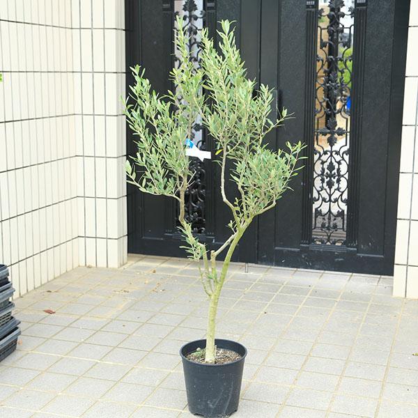特選庭木・植木：オリーブ（シプレッシーノ）太幹 安心の8号ポット植え