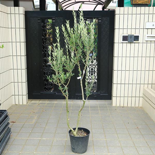 特選庭木・植木：オリーブ（モライオーロ）太幹 安心の8号ポット植え 