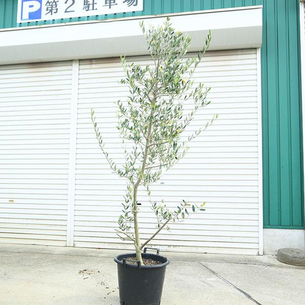 庭木・植木：オリーブ（ルッカ）太幹大株 *全高180cm 現品限り 佐川