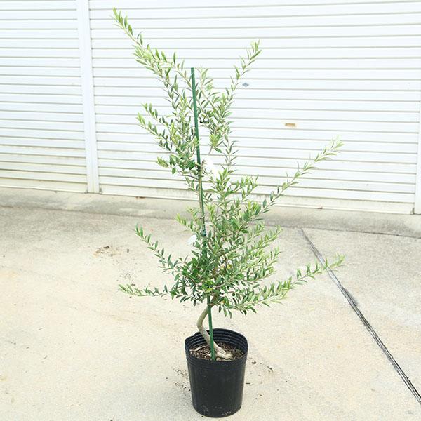 庭木・植木：オリーブ（ルッカ） *樹高140cm 現品限り 佐川急便配送