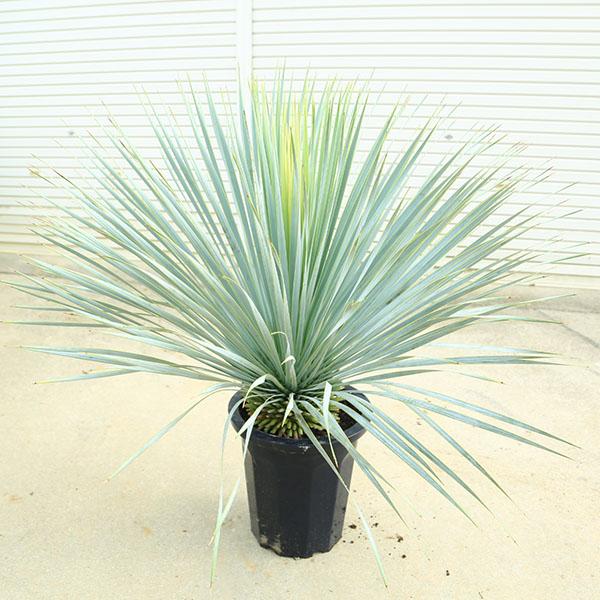 特選庭木・植木 ユッカ ロストラータ：*11号 全高110cm 現品限り