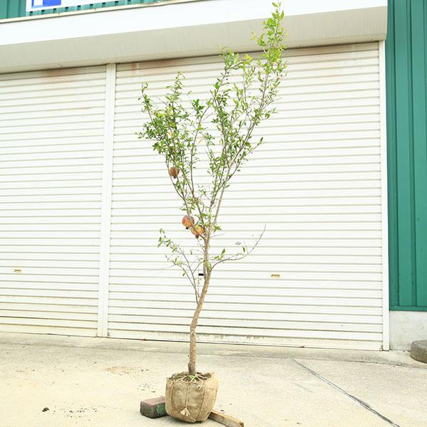 【特大苗！】ザクロ（樹高１３０ｃｍ） ザクロ(柘榴)の地掘大苗 - 果樹苗・大苗・苗木販売の隅田農園@京都亀岡