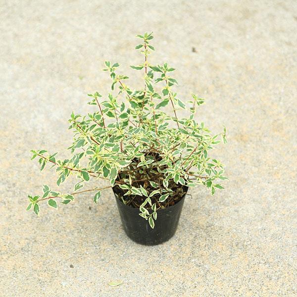 庭木苗・植木苗：アベリア（コンフェッティ）あべりあ 斑入りアベリア
