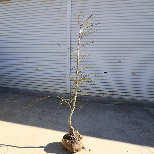 庭木：青しだれもみじ(枝垂れ紅葉) 樹高120cm 佐川急便発送 現品限り