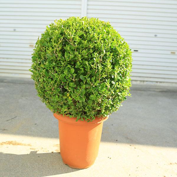 常緑低木樹葉の形がとても愛らしく、洋風・和風どちらにもよく似合います。刈り込みに強く、生垣に最適です。＊写真の現品商品となります。サイズ根巻：約24ｃｍ　樹高：約40ｃｍ　幅：約40ｃｍ　全高：約70ｃｍ・置き場所日当たりを好む植物なので、...