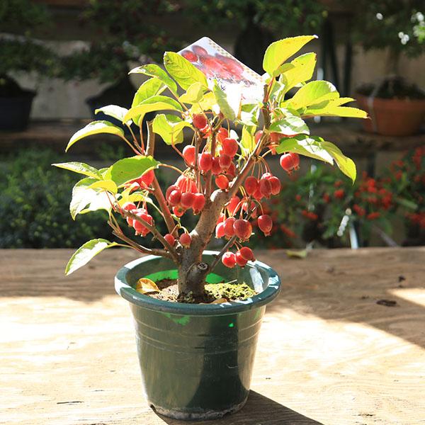 深山海棠　姫美好3-4月頃に桜にも似たお花を咲かせます。秋には通常の深山海棠よりも縦長で濃い色の少し大きめの実をつけます。姫リンゴなどの受粉木としても最適です。撮影日：10月＊数量ものの為、写真と形状が異なる場合がございます。＊季節により状...