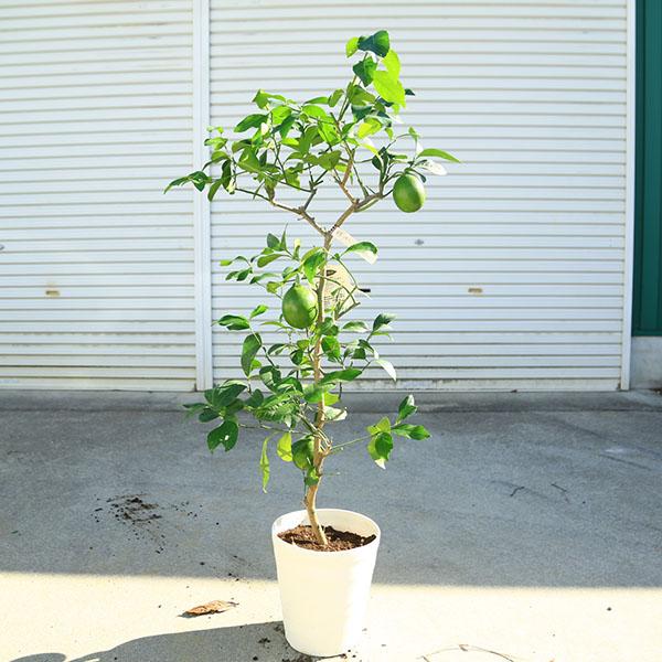 レモン大苗木 庭木 植木 果樹 苗木：レモン（黄昏レモン）樹高100cm れもん 檸檬