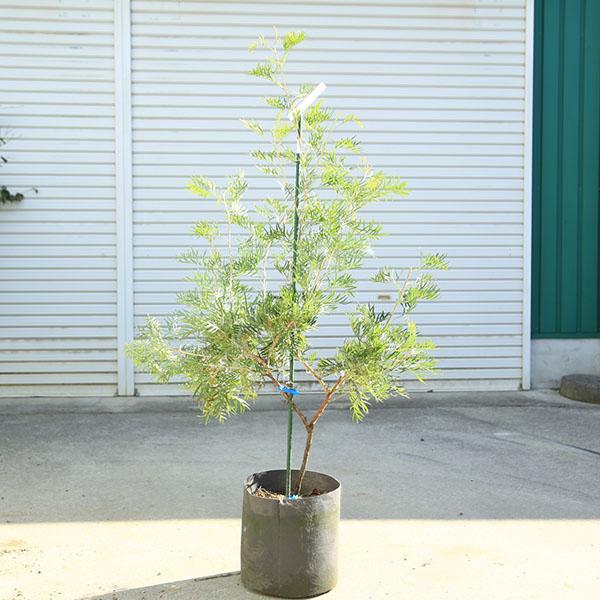 庭木・植木：グレビレア（ココナッツアイス）現品限り！ 樹高120cm