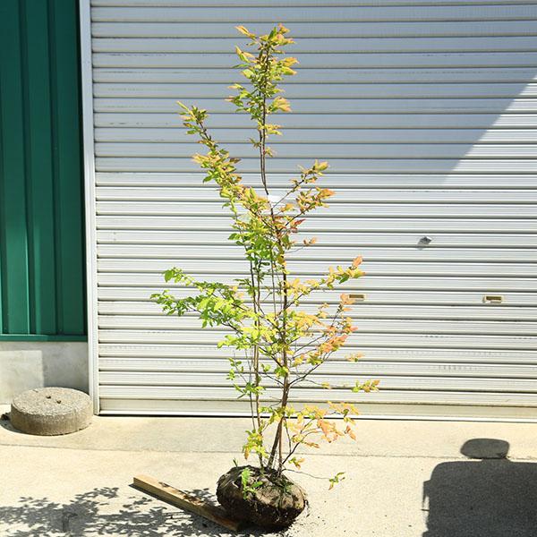 希少庭木・植木：ナツハゼ（なつはぜ）* 現品限り！ 樹高：約140cm