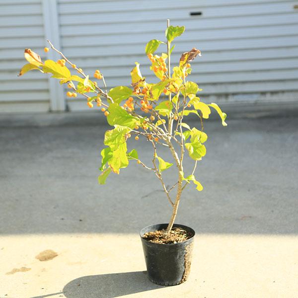 落葉樹。春に小さな花が咲き、そこに実をつけます。秋から冬にかけて、黄色の果皮が裂けてその間から赤い種子をのぞかせている姿には愛嬌があります。撮影日：11月　＊数量物商品となりますので、枝振りなどは多少異なります。＊季節により状態は異なります...