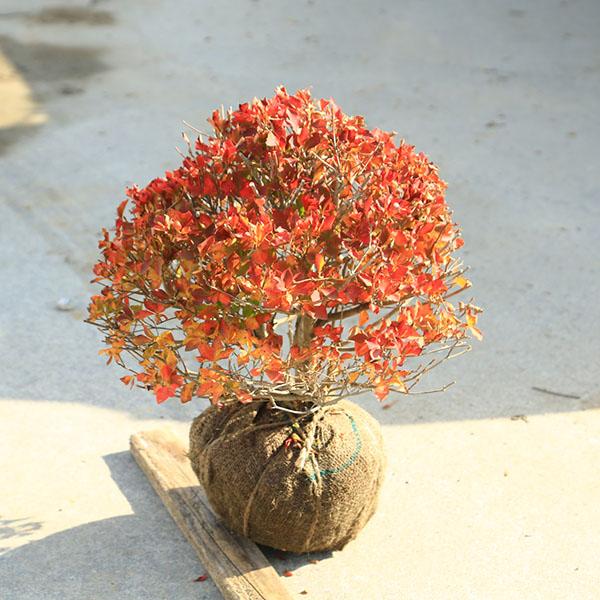 ツツジ科　ツツジ属　落葉低木　開花時期：４〜５月撮影日：11月４月ごろに真っ白でつぼ形の花が咲きます。秋の紅葉も美しいです。＊数量物商品となりますので、枝振りなどは異なる場合がございます。＊季節により状態は異なります。＊ポットに植え替えてお...