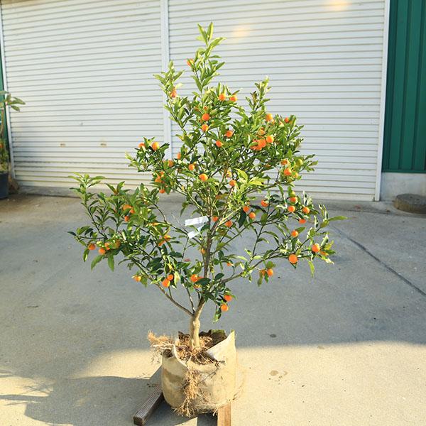 庭木 植木 果樹 苗木：キンカン（金柑）大株 樹高：110cm 現品限り