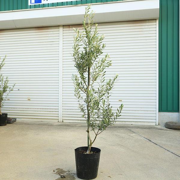 庭木・植木：オリーブ（シプレッシーノ）*樹高150cm 現品限り 大型