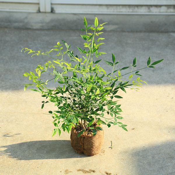 芽出しから青い葉が秋には黄色く色づき白い実がなります。白南天（しろなんてん）撮影日：11月＊数量物商品のため、写真とは若干樹形など異なる場合がございます。＊南天の実はついていない場合がございますので、ご了承ください。＊季節により状態は異なり...