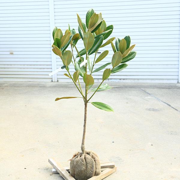 庭木・植木：タイサンボク（ホソバタイサンボク）たいさんぼく 泰山木