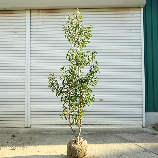 送料無料 特選庭木：ソヨゴ/そよご（単木）（雌株）現品商品 * 樹高