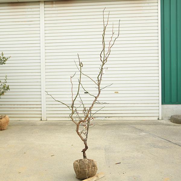 樹種：雲竜梅（うんりゅうばい）撮影日：1月　お花：3月　２月下旬が見ごろです。1月から2月にかけて美しい花を枝全体に咲かせます。雲竜梅はその曲がりくねった枝も特徴ですが、お花も白八重の清楚なもので、とても良い香りを楽しませてくれます。*数量...