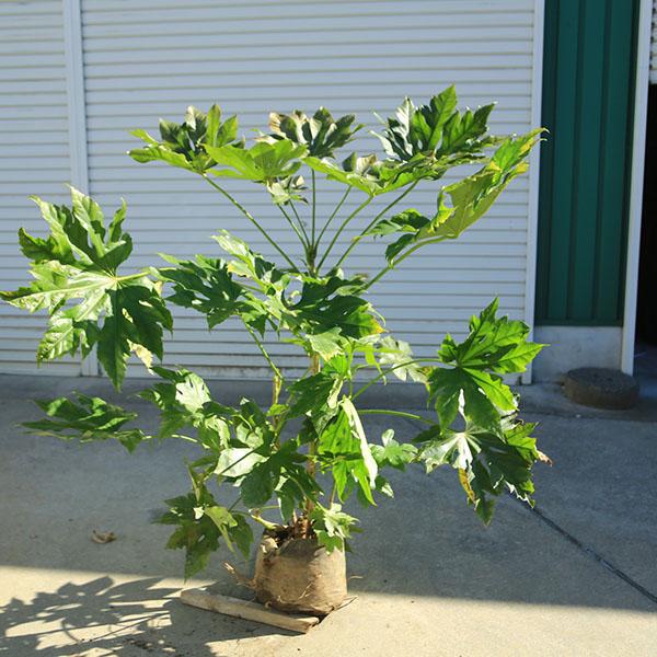 庭木・植木：ヤツデ（緑葉）八つ手 美形 現品限り 全高120cm *佐川