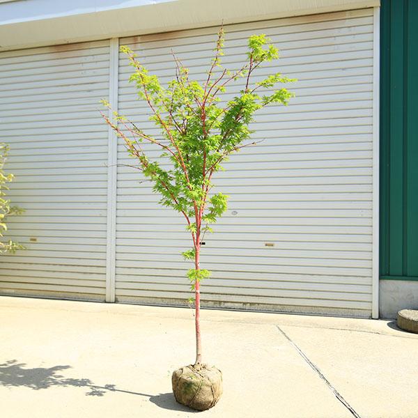 特撰庭木・植木：サンゴカクもみじ（珊瑚閣）*紅葉 樹高150cm 佐川