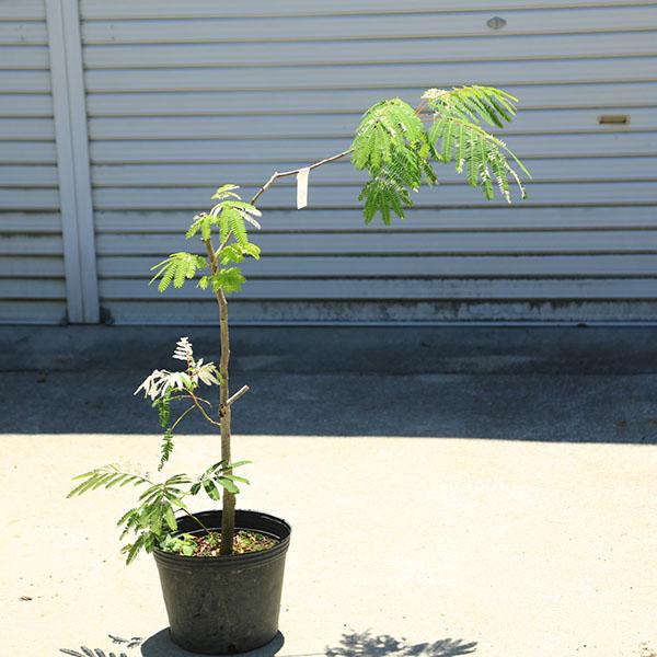 庭木・植木：斑入りネムノキ（斑入り合歓) 現品限り 全高110cm* 佐川