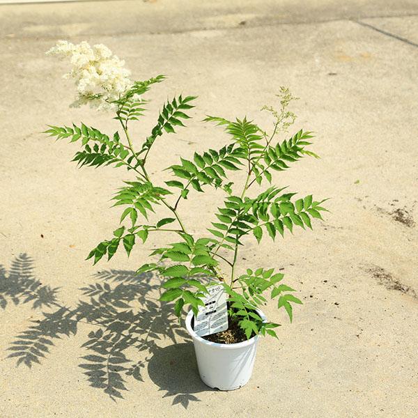 庭木・植木　苗：ニワナナカマド（珍珠梅）チンシバイ　5号　*にわななかまど　庭ナナカマド　庭七竈