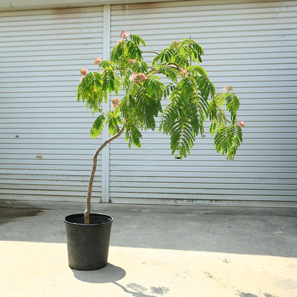 庭木・植木：枝垂れネムの木（しだれネム) 枝垂れ合歓 現品限り 全高