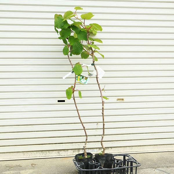 庭木・植木・果樹苗：キウイの苗 接ぎ木４年生　大苗　ヘイワードとトムリ（雄木）の２本セット