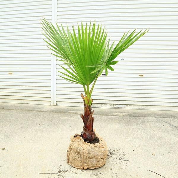 庭木　植木 ：ワシントンヤシ（ワシントン椰子）　ヤシの木　根巻　全高100ｃｍ*ヤマト便発送　
