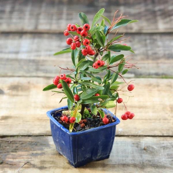 撮影日　10月樹高：約15〜20cm、3号ポット入り育て方説明書がご入用の方は、備考欄にお書き下さい。詳しい手入れ方法を知りたい方は、メール等でお問い合わせ下さい。 ＊数量ものの為、写真と若干形状・ポットの色が異なる場合がございます。