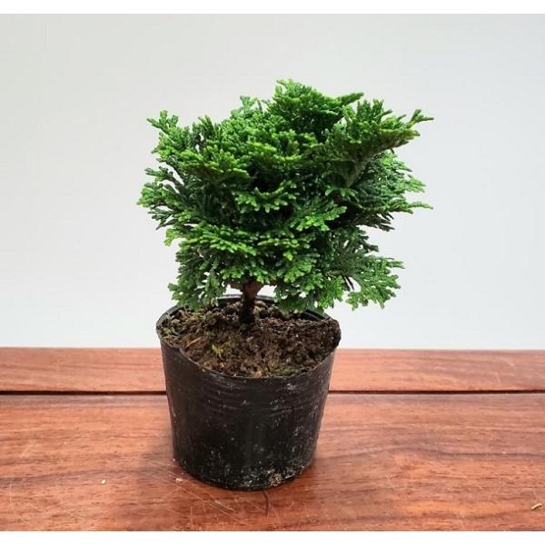 cFÎRO@i܂Ђ̂/c}qmLj