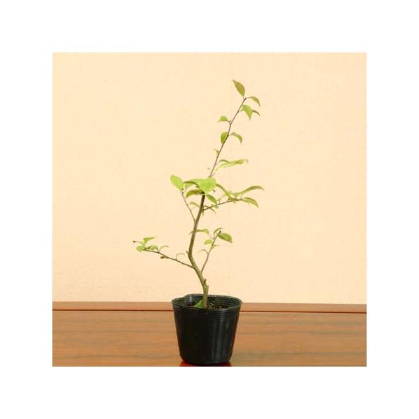 うめもどきのオス木。受粉用にどうぞ。落葉樹。撮影日　7月樹高：約25〜35ｃｍ　鉢径：7.5ｃｍ