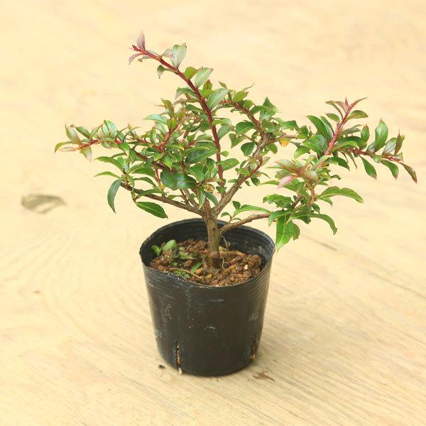 サルスベリ 盆栽 植木の人気商品・通販・価格比較 - 価格.com