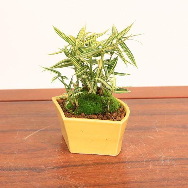 モダン小品盆栽 縞笹 国産扇鉢 しまささbonsai R0943 遊恵盆栽 Yahoo 店 通販 Yahoo ショッピング