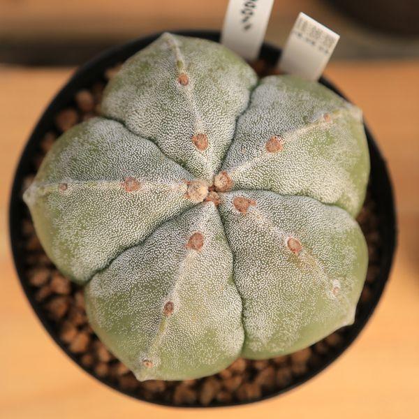 サボテン ランポー特丸ストロンギ 現品 一品限り Buyee Buyee Japanese Proxy Service Buy From Japan Bot Online