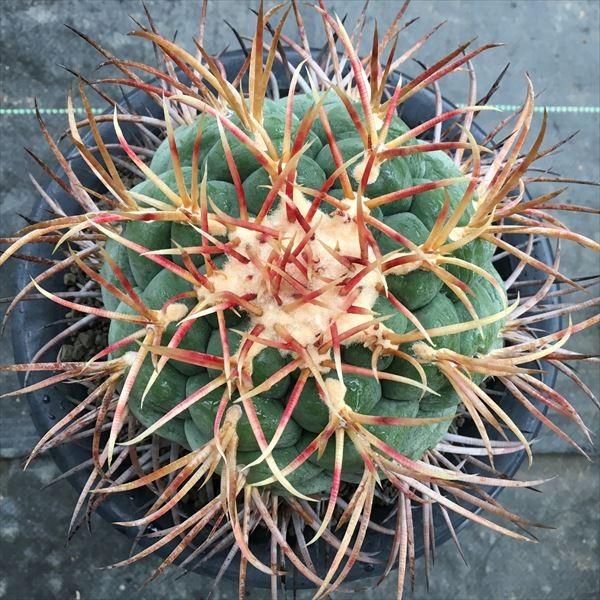 テクロカクタス 緋冠竜実生 サボテン：テロカクタス 緋冠竜 実生*12.5cm（現品 一品限り