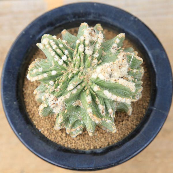 サボテン：アズテキウム ヒントニー モンスト*8cm 現品 一品限り