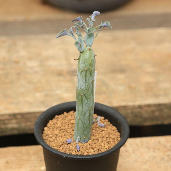 多肉植物：セネキオ 七宝樹*5.5cm 現品 一品限り : 遊恵盆栽 Yahoo