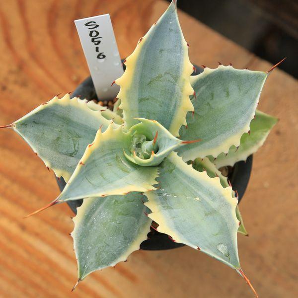 多肉植物：アガベ 怒雷神錦 ベルシャフェルティ*10cm現品 一品