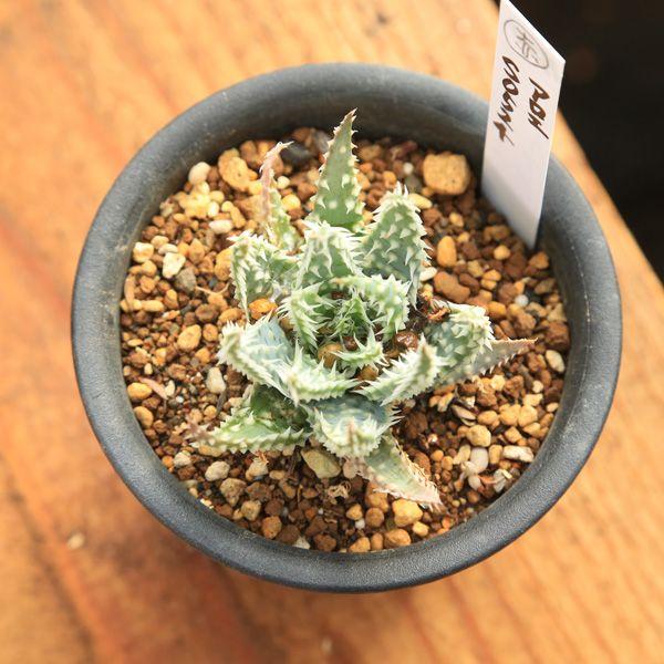 多肉植物：アロエ プラテンシス エイリアン*6cm現品 一品限り : 遊恵