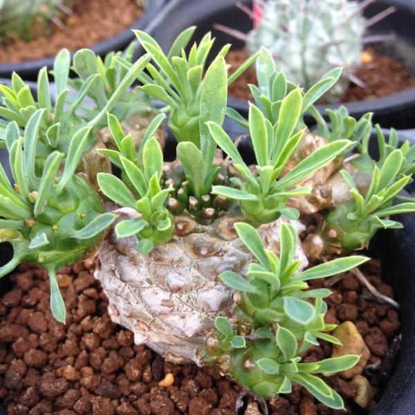 多肉植物 ユーフォルビア 峨眉山鉄甲 8cm Buyee Buyee Japanischer Proxy Service Kaufen Sie Aus Japan