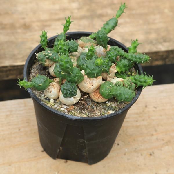 多肉植物:ユーフォルビア グロボーサ 玉鱗宝*16cm 現品 一品 多肉植物:ユーフォルビア グロボーサ 玉鱗宝*16cm 現品 一品