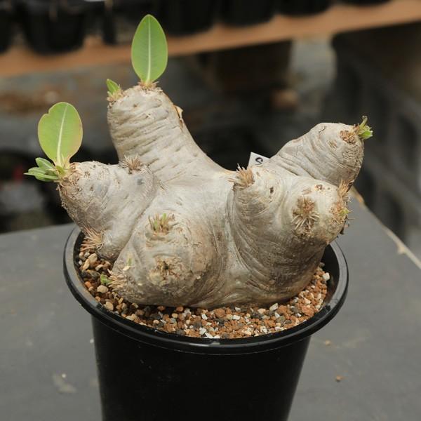 現品】パキポディウム エブレネウム 6号