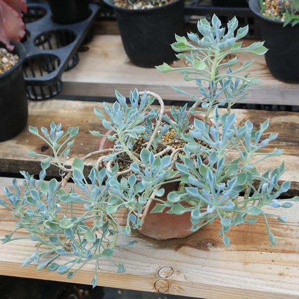 多肉植物 マサイの矢尻 45ｃｍ 現品 一品限り S0791 遊恵盆栽 Yahoo 店 通販 Yahoo ショッピング