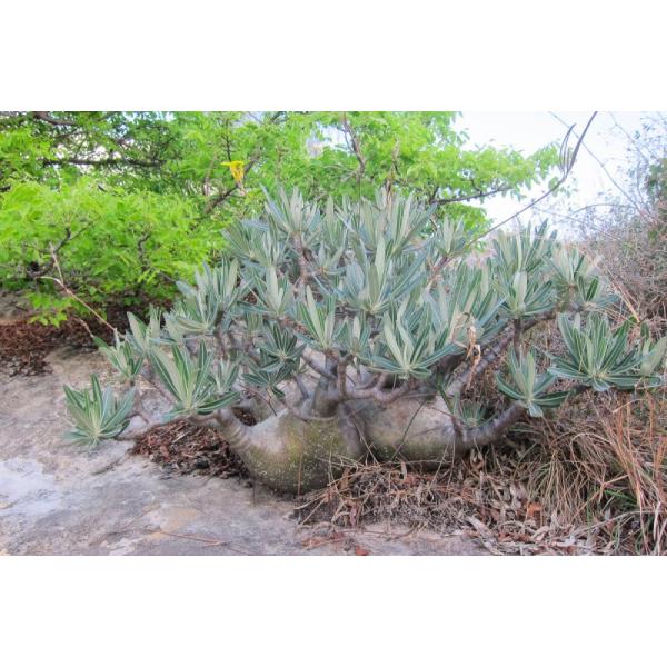 パキポディウム グラキリス 種子 Buyee Buyee 日本の通販商品 オークションの代理入札 代理購入