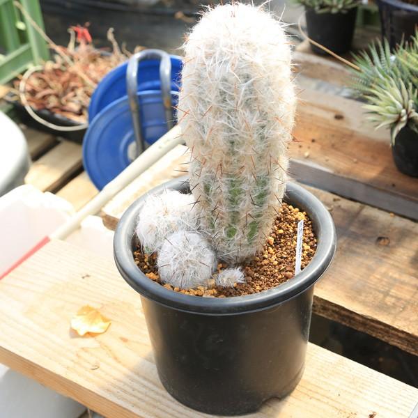 サボテン：ライオン錦 *15cm : 遊恵盆栽 Yahoo!店 - 通販 - Yahoo