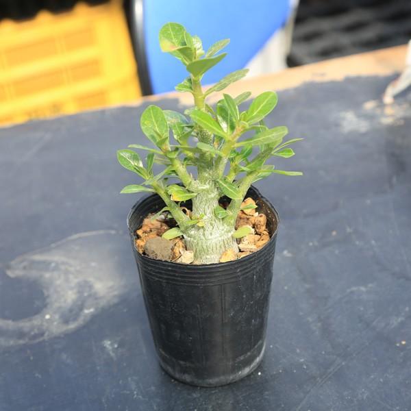 コーデックス 多肉植物 砂漠のバラ アデニウム オベスム Buyee Buyee 提供一站式最全面最專業現地yahoo Japan拍賣代bid代拍代購服務 Bot Online