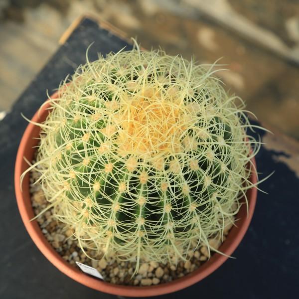 専用ページ20個狂い刺金鯱 サボテン：エキノカクタス狂刺金鯱*14cm 現品 一品限り : 遊恵