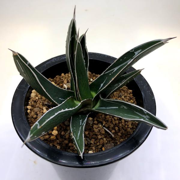 多肉植物：アガベ ピンティラ*幅11cm 現品！一品限り : 遊恵盆栽